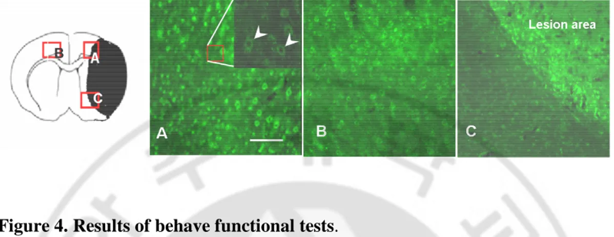 Figure 3. Fifteen days after post-MCAo brain section labeled for SDF-1 in the 