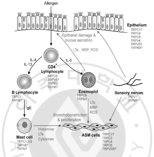 Fig. 7.    Summary of the main cell types and disease mechanisms involved in asthma. 