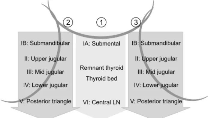 Table 1. Ultrasound Guidelines for Cervical Node Level and Anatomic Landmark