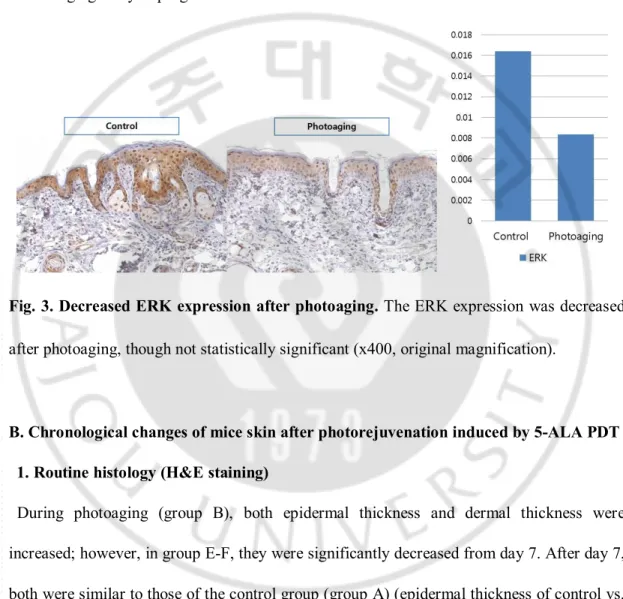 Fig. 3. Decreased ERK expression after photoaging. The ERK expression was decreased 