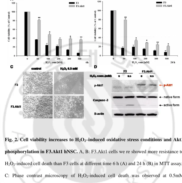 Fig. 2. Cell viability increases to H 2 O 2 –induced oxidative stress conditions and Akt1 