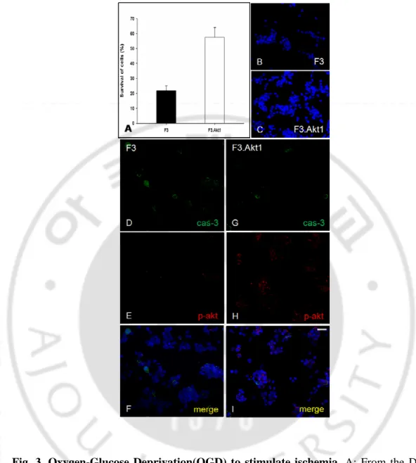 Fig. 3. Oxygen-Glucose Deprivation(OGD) to stimulate ischemia. A: From the DAPI  stain counting, cell viability was obtained