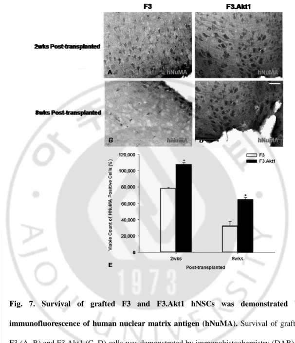 Fig. 7. Survival of grafted F3 and F3.Akt1 hNSCs was demonstrated by  immunofluorescence of human nuclear matrix antigen (hNuMA)