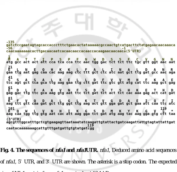 Fig. 4. The sequences of nfa1 and  nfa1UTR. nfa1, Deduced amino acid sequences 