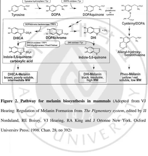 Figure 2.  Pathway for melanin biosynthesis in mammals  (Adopted  from VJ 