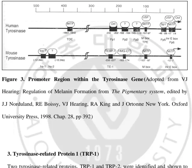 Figure  3. Promoter Region within the Tyrosinase Gene (Adopted  from VJ 