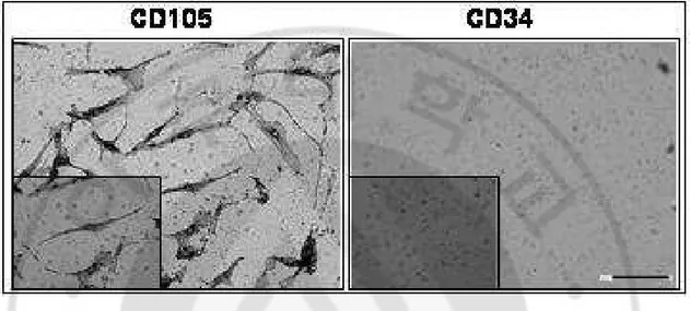 Fig. 2. Characterization of hMSCs. Isolation of hMSCs were identified positive marker of 