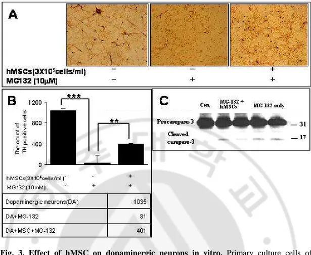 Fig.  3.  Effect  of  hMSC  on  dopaminergic  neurons  in  vitro.  Primary  culture  cells  of 