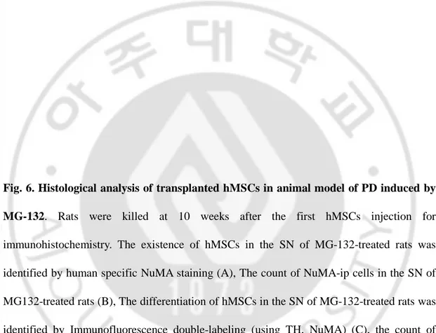 Fig. 6. Histological analysis of transplanted hMSCs in animal model of PD induced by  MG-132