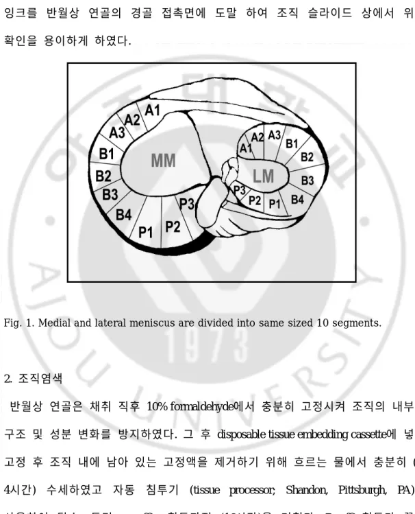 Fig. 1. Medial and lateral meniscus are divided into same sized 10 segments.