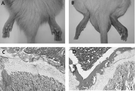 Figure 1. Gross &amp; histological examination of the Hind Paw of a Rat 2 Weeks after the Secondary  Immunization with Chicken Type Ⅱ Collagen(B,  D)  and  Normal  Hind  Paw(A,  C).