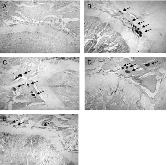 Figure 3. Immunoreactivity with the COX‐2 Expression in Synovial Tissue of knee joint after 28 th  Day in Each  Groups (×200)