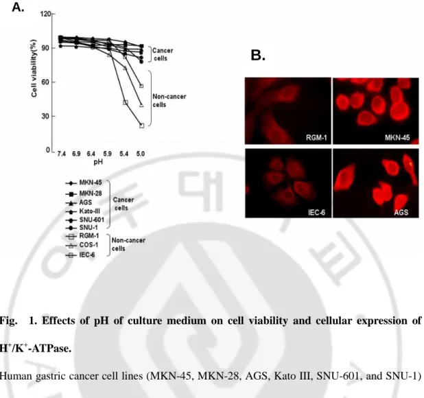 Fig.    1.  Effects  of  pH  of  culture  medium  on  cell  viability  and  cellular  expression  of  H + /K + -ATPase