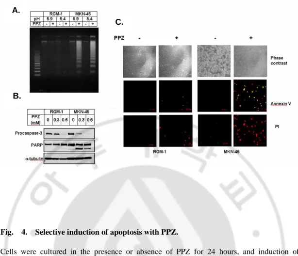 Fig.    4.    Selective induction of apoptosis with PPZ.     