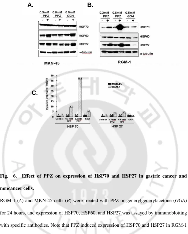 Fig.    6.    Effect  of  PPZ  on  expression  of  HSP70  and  HSP27  in  gastric  cancer  and  noncancer cells