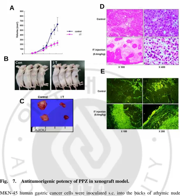 Fig.    7.    Antitumorigenic potency of PPZ in xenograft model.     