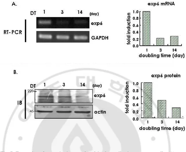 Fig.  7.  Expression  of  exportin  6  was  reduced  in  the  replicative  senescent  cells