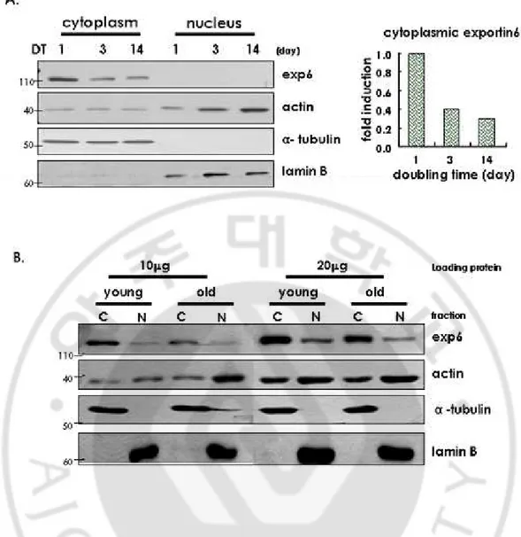 Fig.  8.  Exportin  6  was  abundant  in  cytoplasm,  but  localization  was  not  detected  by  Western  blot