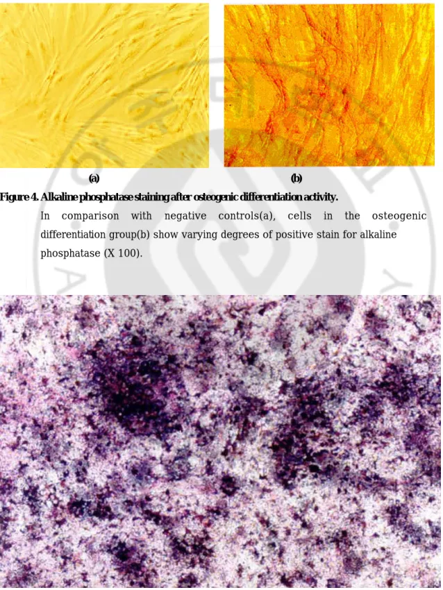Figure 4. Alkaline phosphatase staining after osteogenic differentiation activity. 