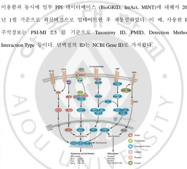 Fig. 4. Protein-protein interactions in cellular signalling pathway.  배아줄기세포의  만 능성과  분화에  관련된  신호전달경로는  다양한  단백질  간  상호작용으로  구성된다  (그림출처: CST, Inc) 