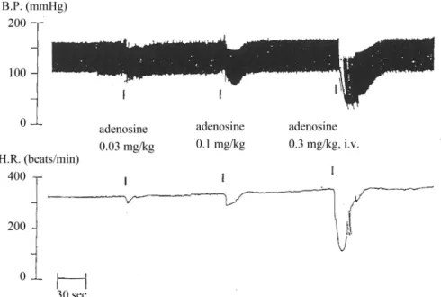 Fig. 1. Typical recording of blood pressure (B.P.) and heart rate (H.R.) changes induced by adenosine in the anesthetized rats.