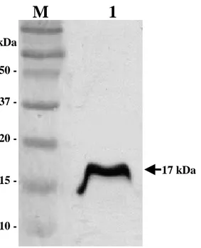 Fig.  1. SDS-PAGE  band  pattern  of  a  recombinant  His-tag  fusion  Nfa1  protein  (lane  1)  expressed  from  an  nfa1 gene