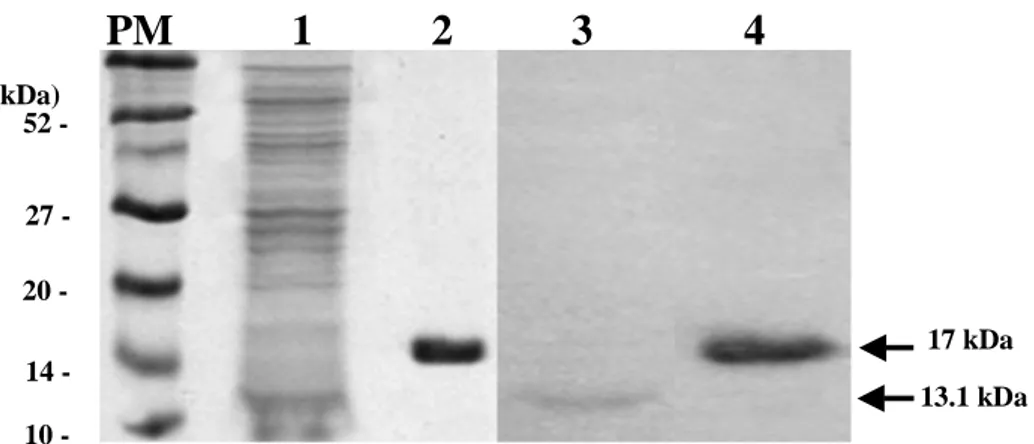 Fig. 2. SDS-PAGE and western blotting band patterns. Lane 1 and 2 show a 