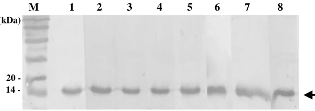 Fig.  3.  Western  blotting  band  patterns  of  eight  monoclonal  antibodies  reacted  with  His-tag  fusion  Nfa1  proteins