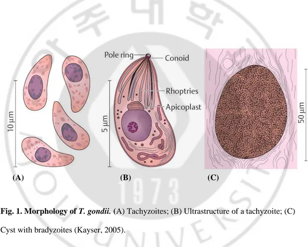 Fig. 1. Morphology of T. gondii. (A) Tachyzoites; (B) Ultrastructure of a tachyzoite; (C)  Cyst with bradyzoites (Kayser, 2005)