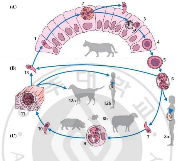 Fig. 2. Life cycle of T. gondii. (A)  Development in the definitive host (cat): 1 Toxoplasma  that  has  penetrated  into  a  small  intestine  epithelial  cell;  2  asexual  reproductive  stage  with  merozoites