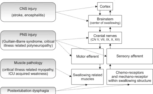 Fig.  1.  A  schematic  diagram  showing  a  swallowing  function  network  and  pathophysiology  of  dysphagia  after  COVID-19