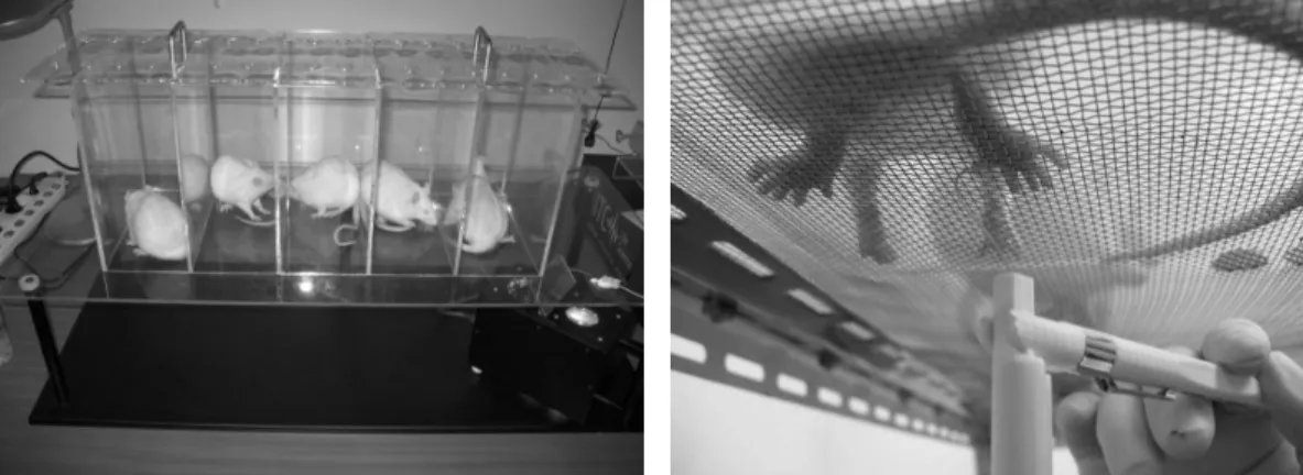 Figure 1. Thermal hyperalgesia was determined by measuring hindpaw thermal withdrawal  response using a radiant heat (A)