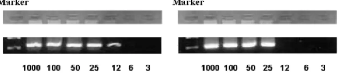 Fig.  4.  Sensitivity  test  of  nested  RT-PCR  for  cytokeratin  19  and  mammaglobin