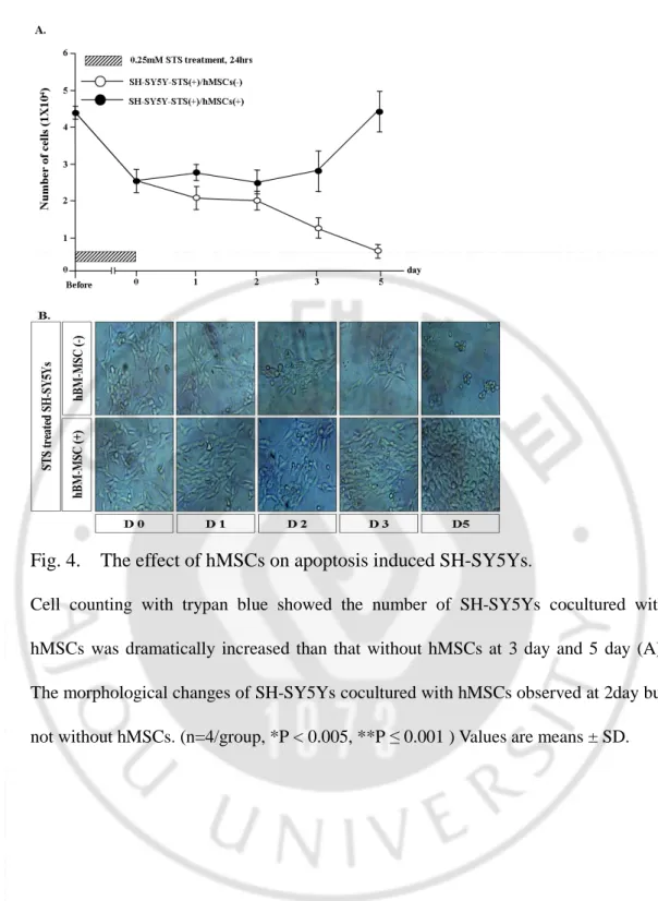 Fig. 4.    The effect of hMSCs on apoptosis induced SH-SY5Ys . 