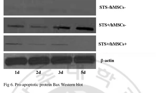 Fig 6. Pro-apoptotic protein Bax Western blot 