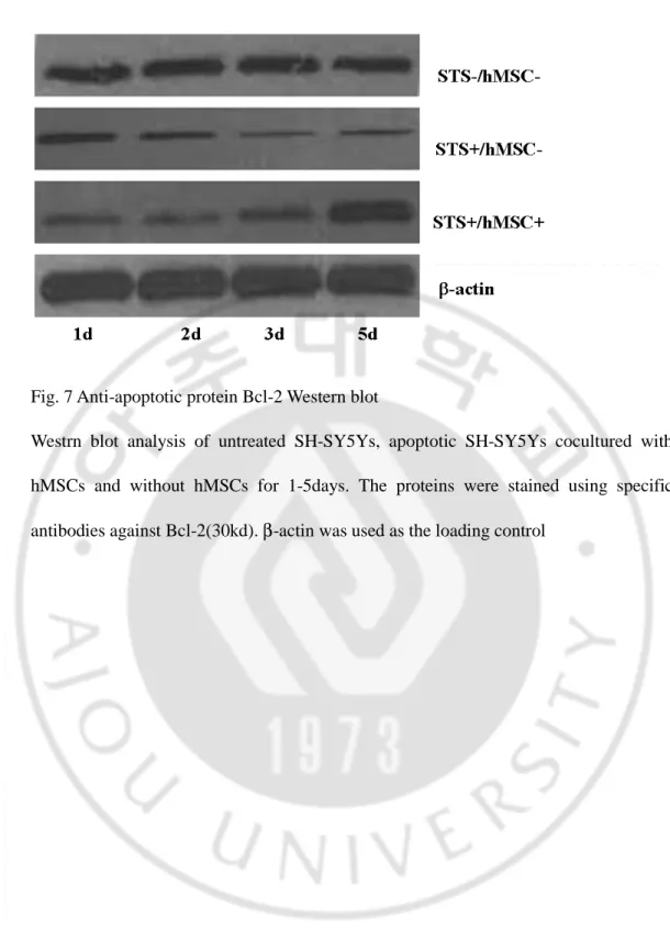 Fig. 7 Anti-apoptotic protein Bcl-2 Western blot   