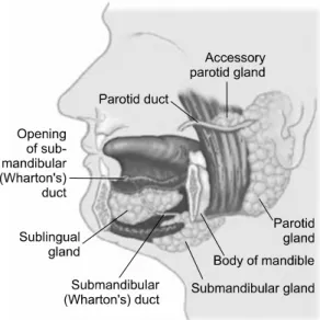 Fig.  1.  Three  major  salivary  glands  and  courses  of  salivary  ducts. 침  흘림은  불쾌한  냄새,  의복이나  가구의  오염,  반복적  자극에  의한  피부손상  등  여러  가지  위생상  문제를  초래  할뿐만  아니라,  환자들의  사회적  상호작용과  자존심에  문제 를  일으키는  등의  부작용을  초래하게  되고  후방  침  흘림의  경우에는  삼킴  장애가  있는  환자