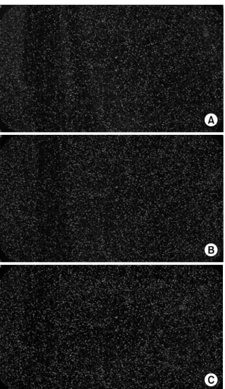 Fig. 2. Raw image of microarray. A total sequence set of ∼45,000 oli- oli-go-nucleotides were printed onto glass microscope slides