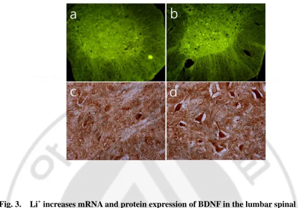 Fig. 3.  Li +  increases mRNA and protein expression of BDNF in the lumbar spinal  motor neurons of adult rat