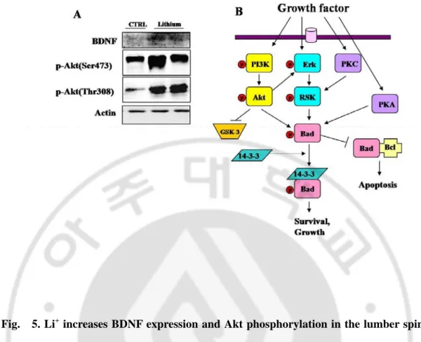 Fig.  5. Li +  increases BDNF expression and Akt phosphorylation in the lumber spinal  cord of adult mice