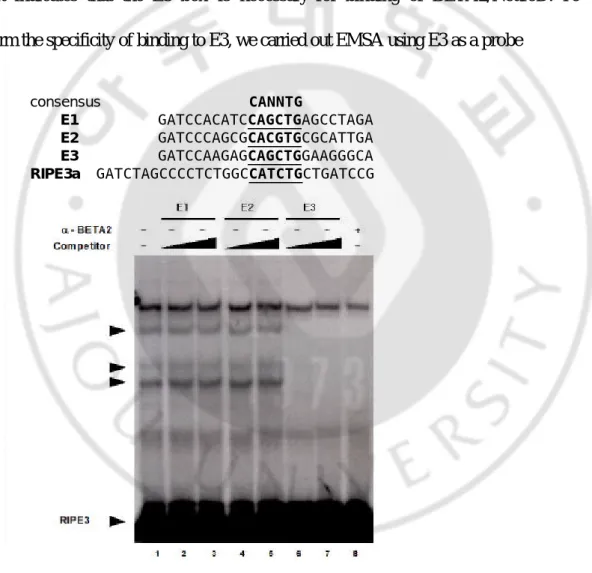 Fig. 5. Determination of DNA binding ability of three putative E-boxes.     