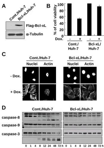 Fig. 2. Bcl-xL blocks doxorubicin-induced apoptosis. (A) Expression of Bcl-xL in  the  stable  cell  lines  overexpressing  Flag-tagged  Bcl-xL