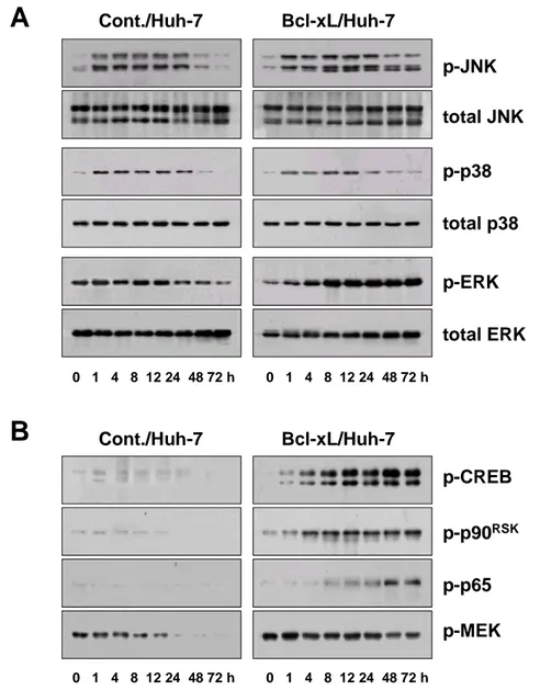 Fig.  3.  ERK2  is  activated  in  Bcl-xL-overexpressing  cells  treated  with  doxorubicin