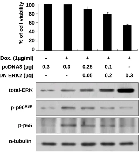 Fig. 5. Forced expression of DN ERK2 enhances doxorubicin-induced apoptosis  in  Bcl-xL-overexpressing  cells