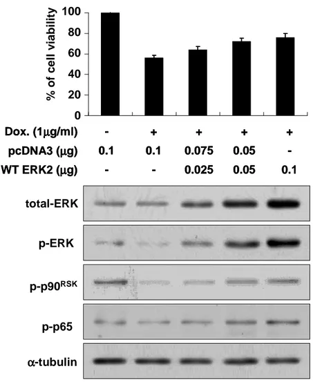 Fig. 6.  Forced  expression  of  WT  ERK2  attenuated  doxorubicin-induced  apoptosis  in  Chang  cells