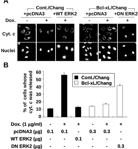 Fig.  7.  Effect  of  WT  ERK2  overexpression  in  control  cells  or  DN  ERK2  overexpression in Bcl-xL-overexpressing cells on doxorubicin-induced release of  mitochondrial  cytochrome  c