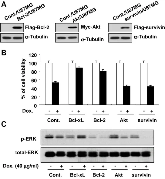 Figure  8.  Bcl-2  overexpression  in  U87MG  cells  blocks  doxorubicin-induced  apoptosis  without  accompanying  activation  of  ERK2