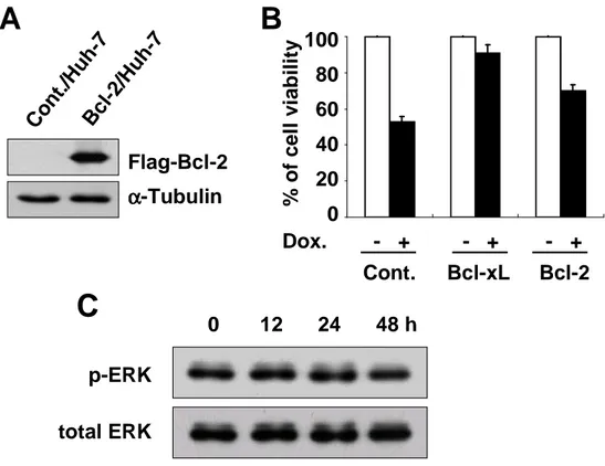 Figure 9. ERK2 is not activated in Bcl-2-overexpressing Huh-7 cells treated with  doxorubicin