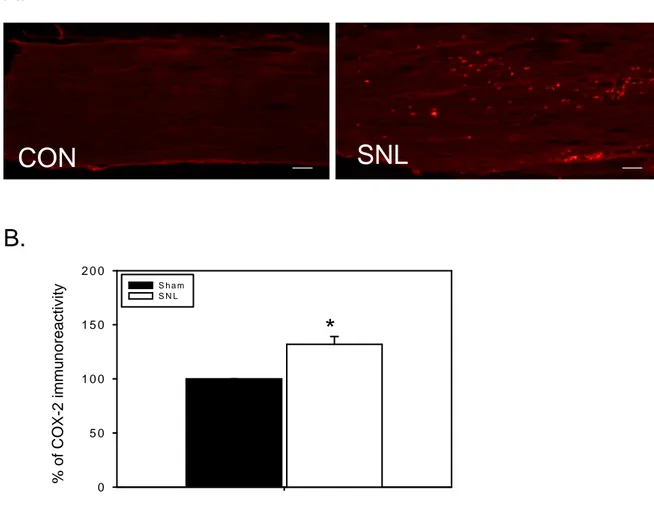 Fig.  6.  Expression  of  COX-2  in  lesioned  spinal  nerve.  A.  Immunohistochemical  photograph of COX-2 expression in the spinal nerve