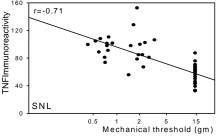 Fig. 9. Correlation between the TNFα immunoreactivity and neuropathic pain  behavior.  X-axis  presents  the  mechanical  threshold  showing  withdrawal  response  to Von Frey filaments on the ipsilateral paw of the spinal nerve-ligated animals